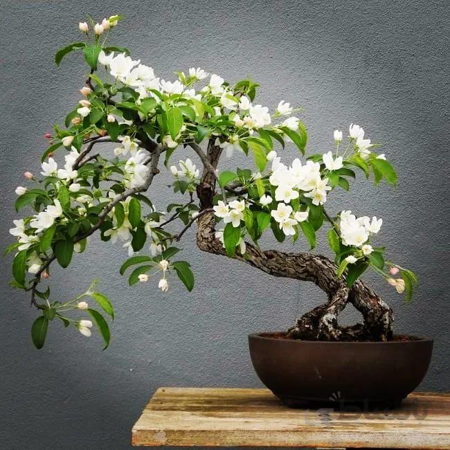 بذر بونسای گل نرگس