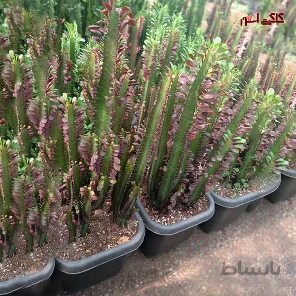 کاکتوس سایز بزرگ افوربیا