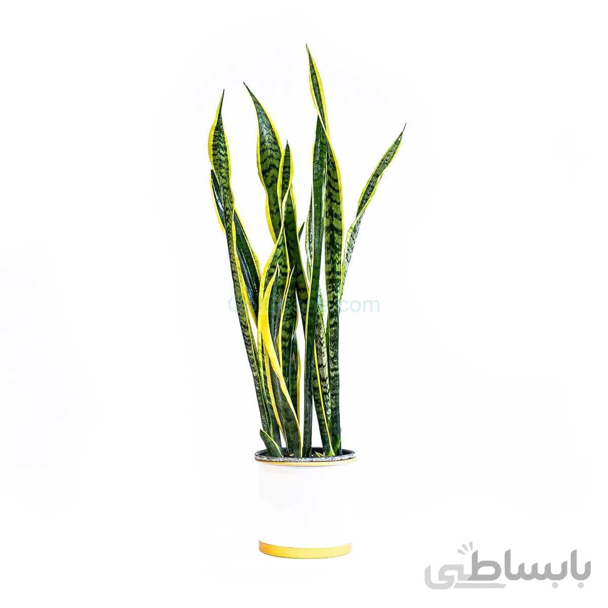 گیاه سانسوریا شمشیری ابلق | سایز بزرگ