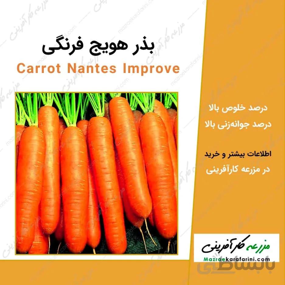 بذر هویج فرنگی