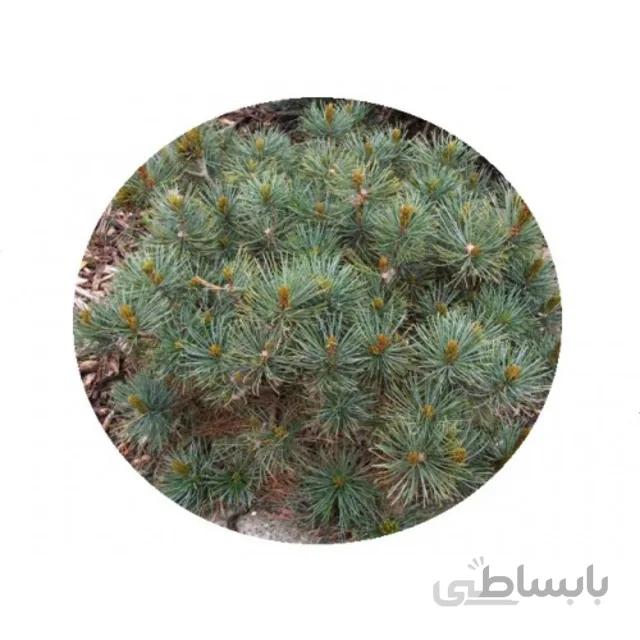 بذر کاج پومیلا بسته ۲ عددی