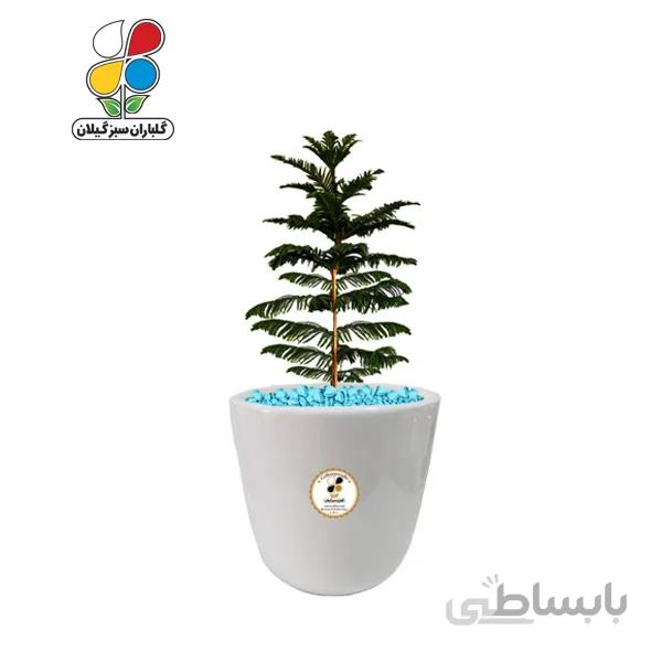 گیاه طبیعی کاج مطبق متوسط مدل GN13-10M