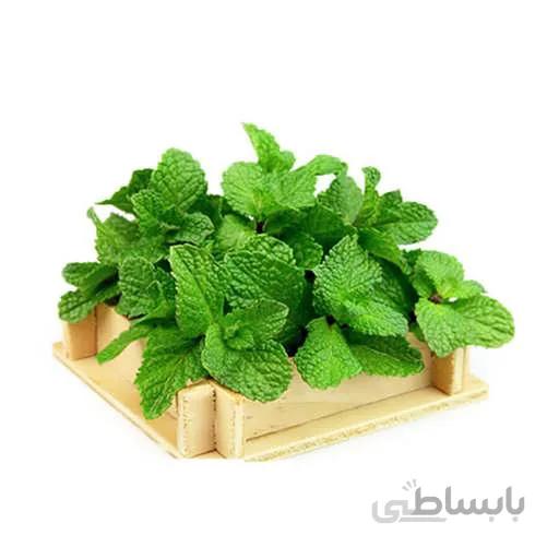 بذر نعنا