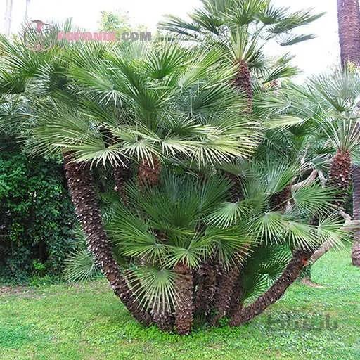 بذر نخل مدیترانه ای کوتوله