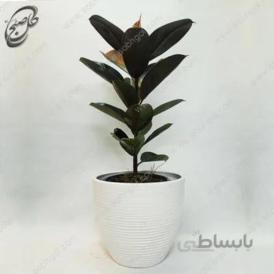 سفارش گل آنلاین – فیکوس الاستیکا یاقوتی طرح F-036 ( ارسال گل رایگان )