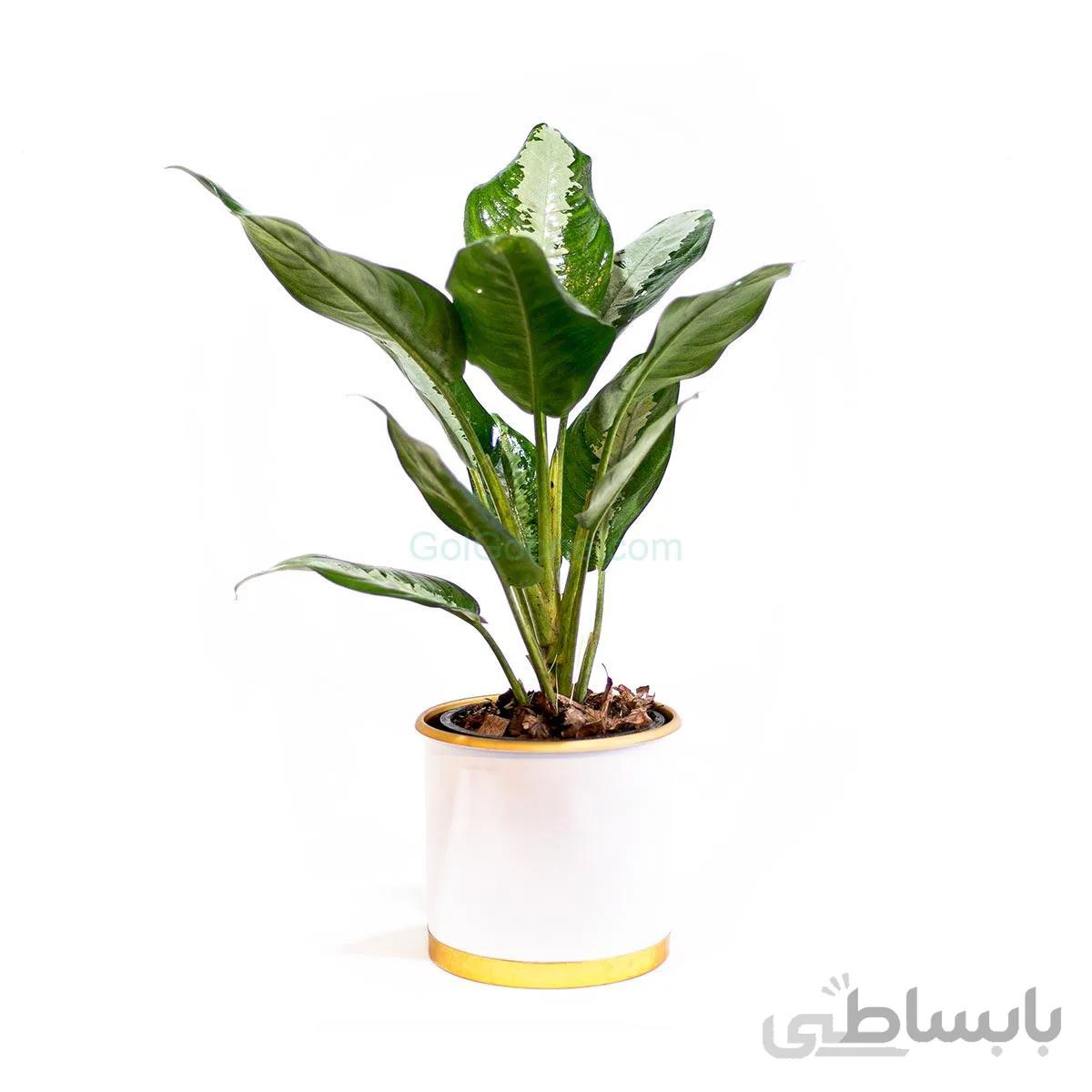 گیاه آگلونما پاتایا یا حبابی | سایز متوسط