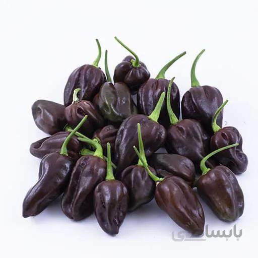 بذر فلفل هابانرو مشکی
