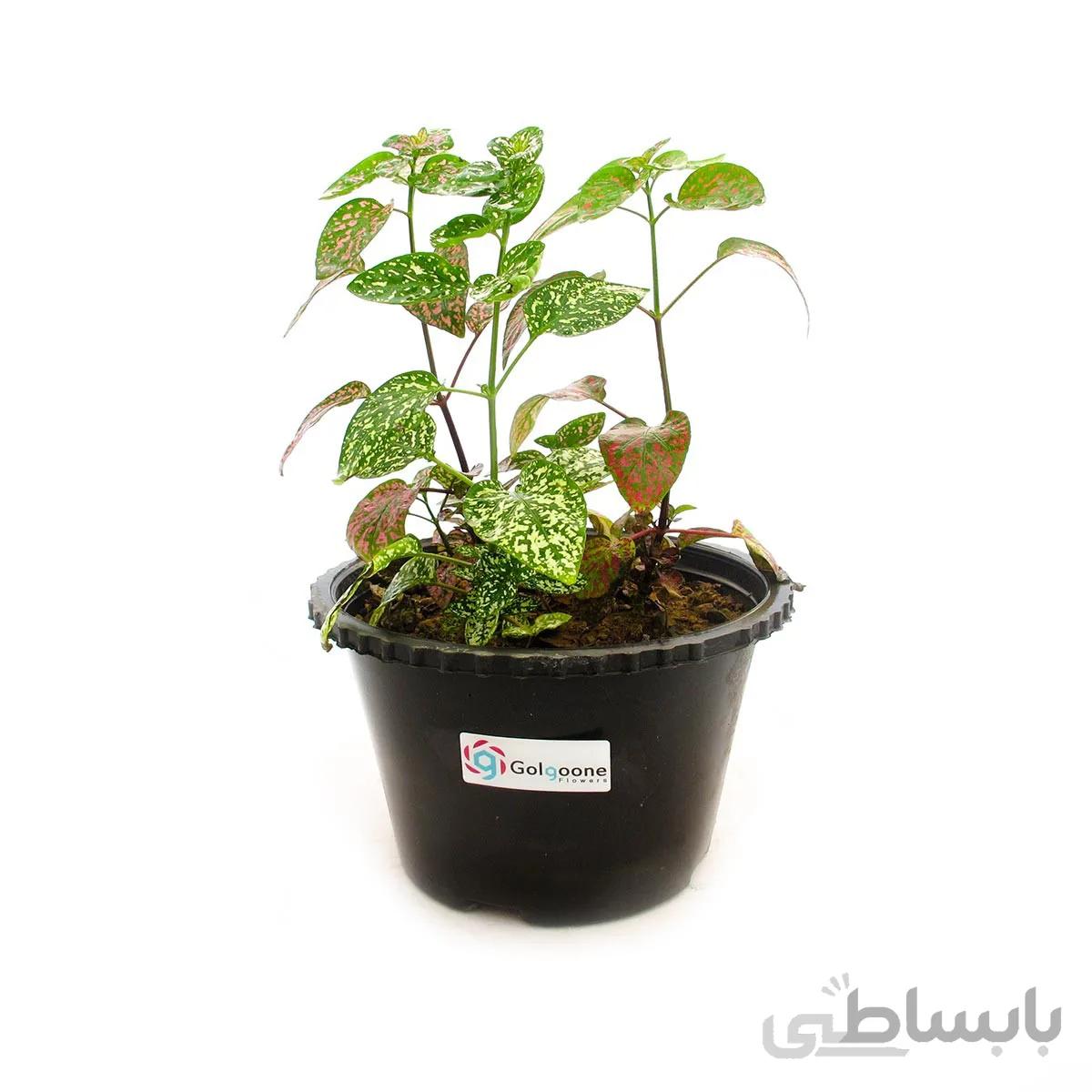 گیاه آپارتمانی گل سنگ