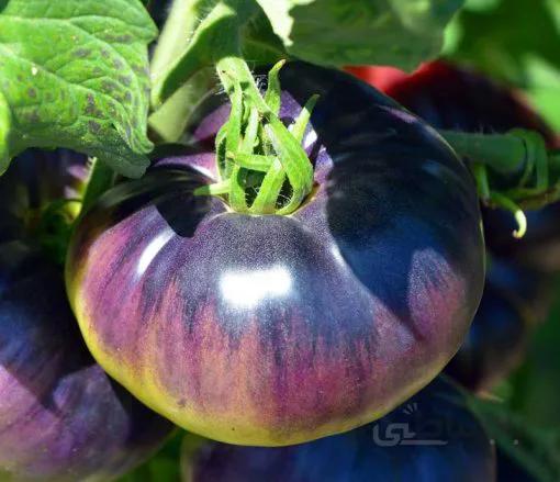 بذر گوجه فرنگی زیبای آبی آمریکایی بسته 10 عددی