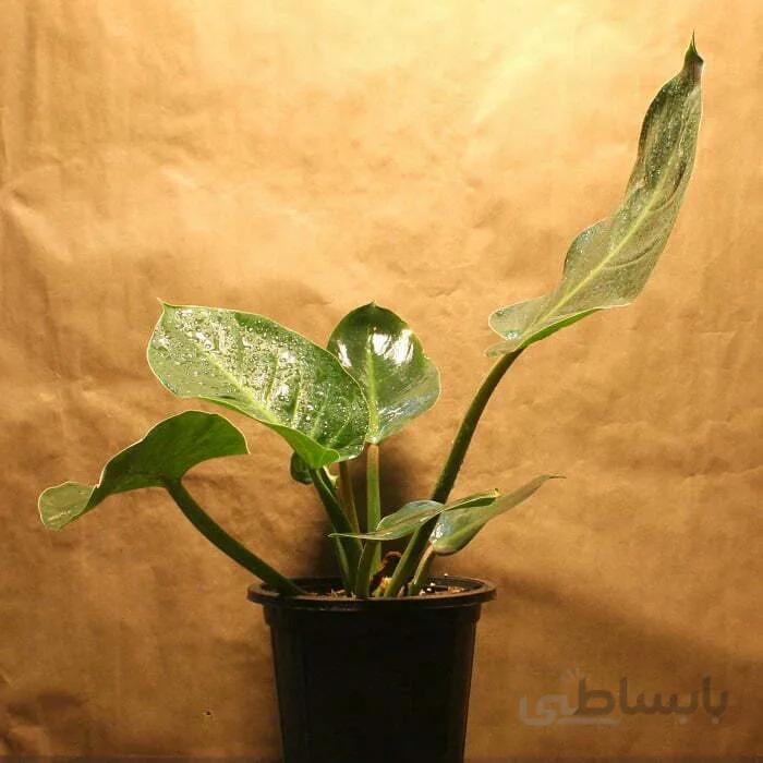 فیلودندرون سبز
