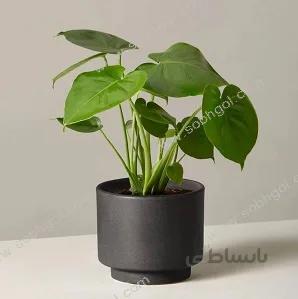 برگ انجیری طرح SB03