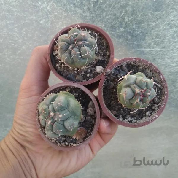 تلو کاکتوس هگزادرافوروس
