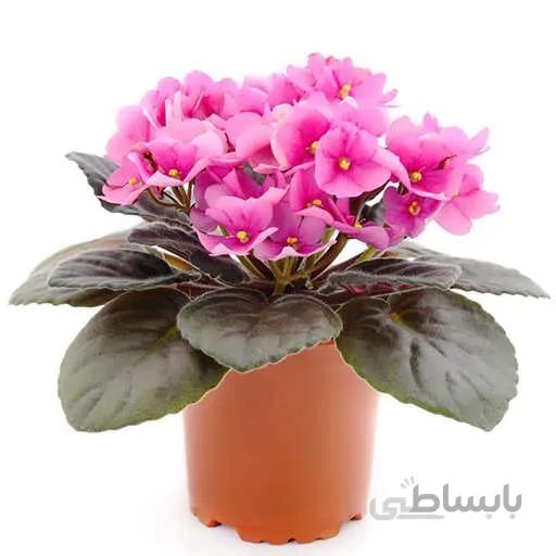 بذر گل بگونیا عروس هفت رنگ