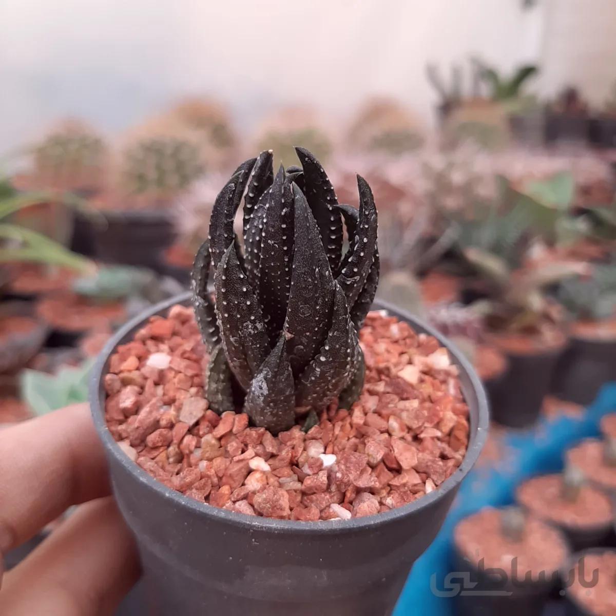 ساکولنت هاورتیا ستونی کلکسیونی