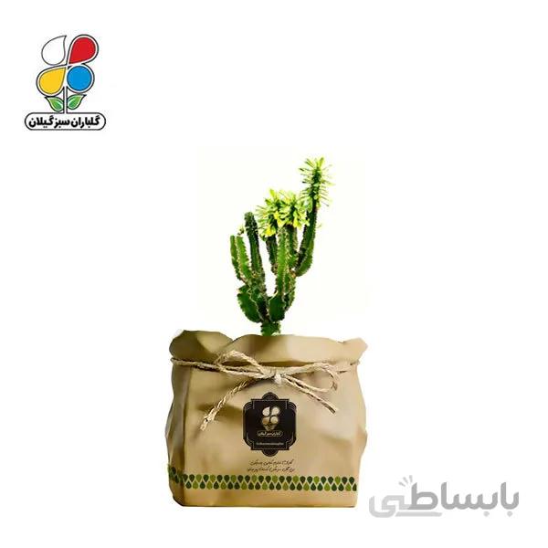 گیاه طبیعی افوربیا سبز چند شاخه گلباران