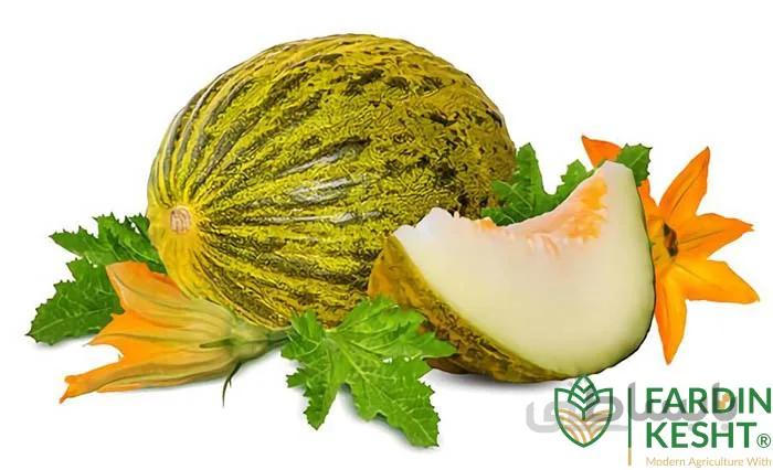 بذر ملون روشه فرانسوی فوق شیرین بسته 10 عددی