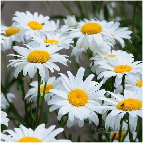 بذر گل مارگریت ایتالیایی بسته 100 عددی