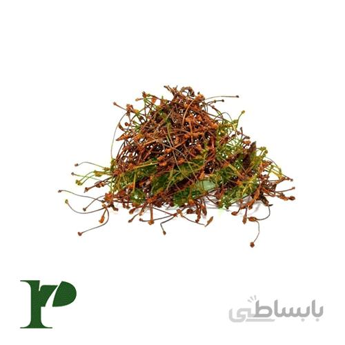 دم گیلاس بستهی 100 گرمی