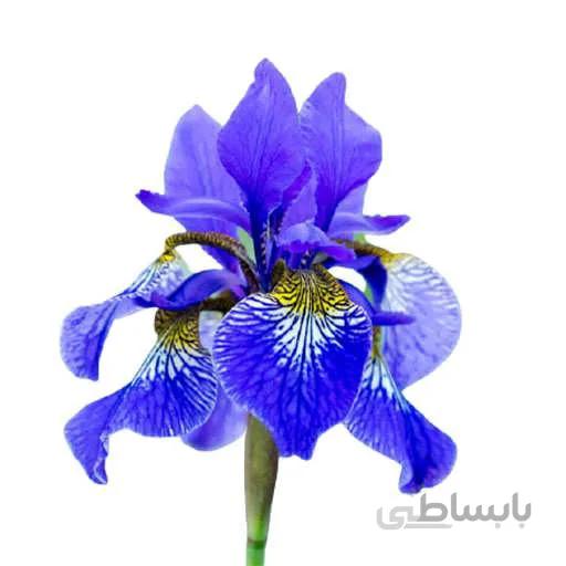 بذر زنبق زینتی
