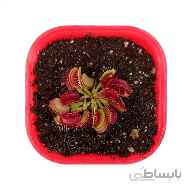 ونوس گوشت خوار سایز کوچک