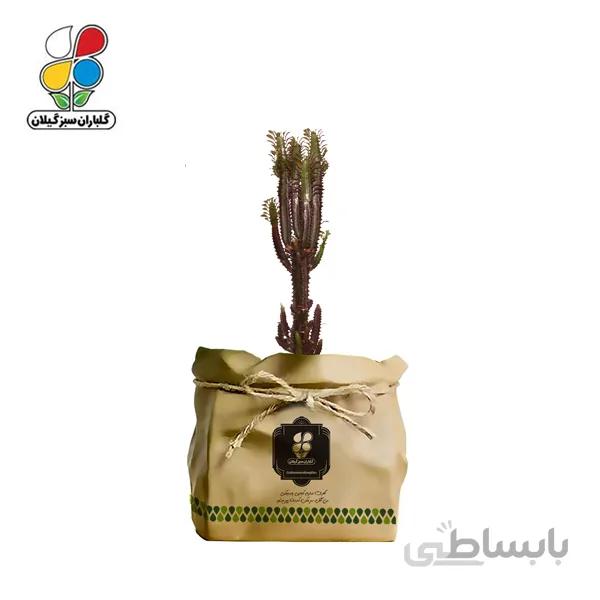 گیاه طبیعی افوربیا قرمز گلباران