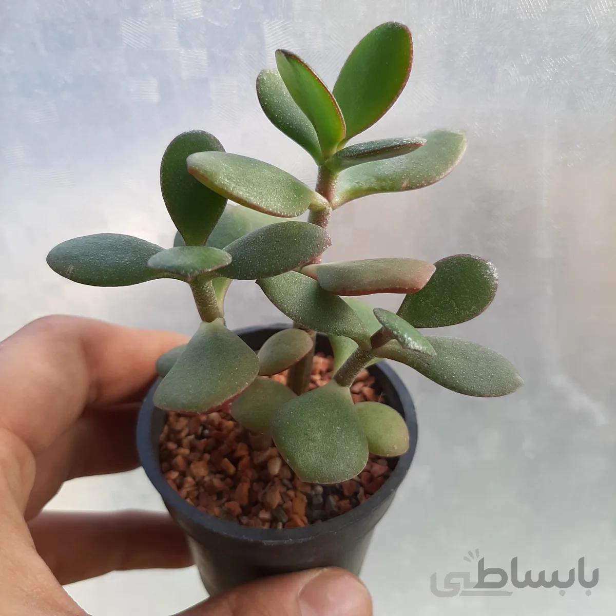 ساکولنت کراسولا اواتا