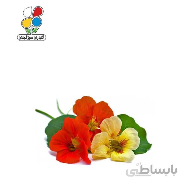 بذر گل لادن الوان بسته بندی کوچک مدل GPSF7S