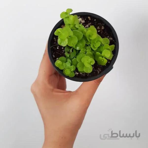 لیزوماکیا