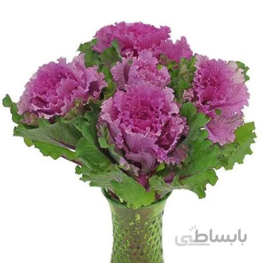 بذر کلم زینتی قرمز