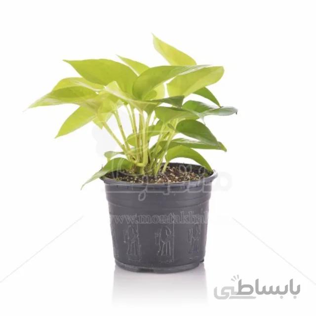 گیاه آپارتمانی پتوس طلایی ارتفاع 27 سانتی متری