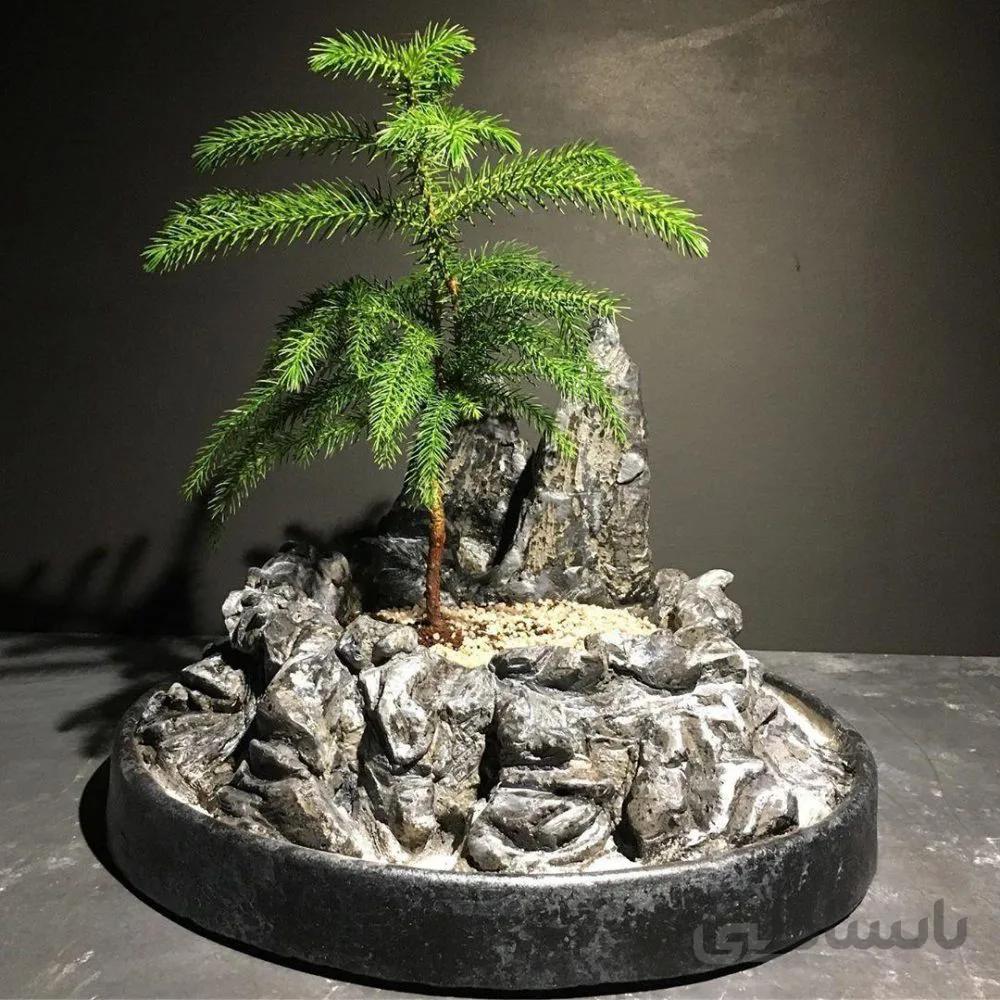 بونسای کاج آروکاریا با سازه گدانی سنگی