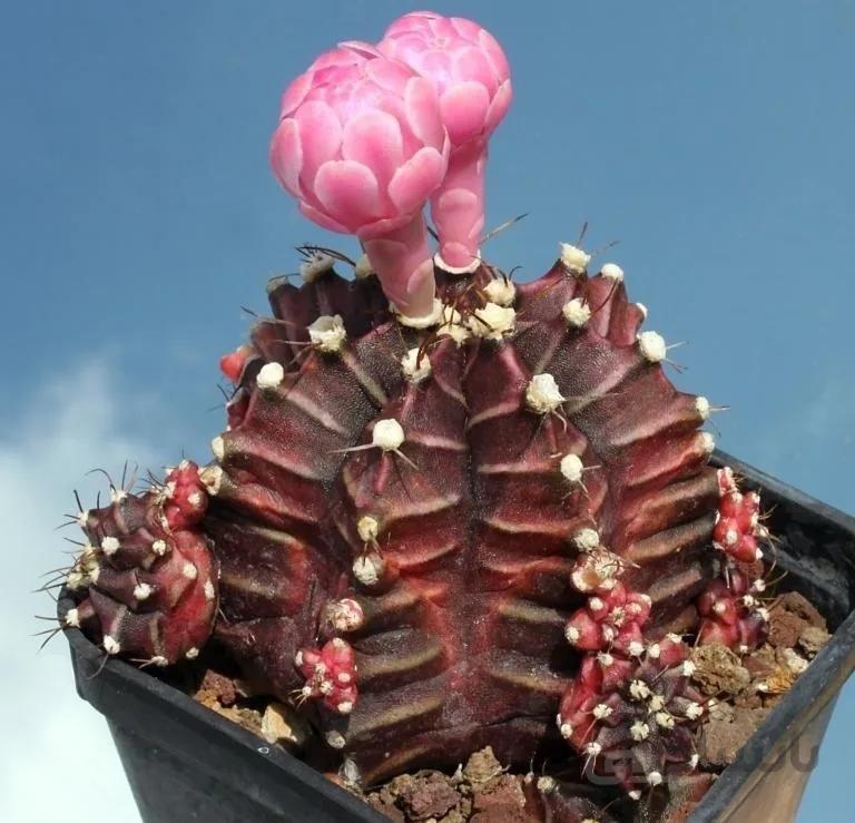 بذر ژمینو شکلاتی میکس (عمده) | Gymnocalycium mihanovichii