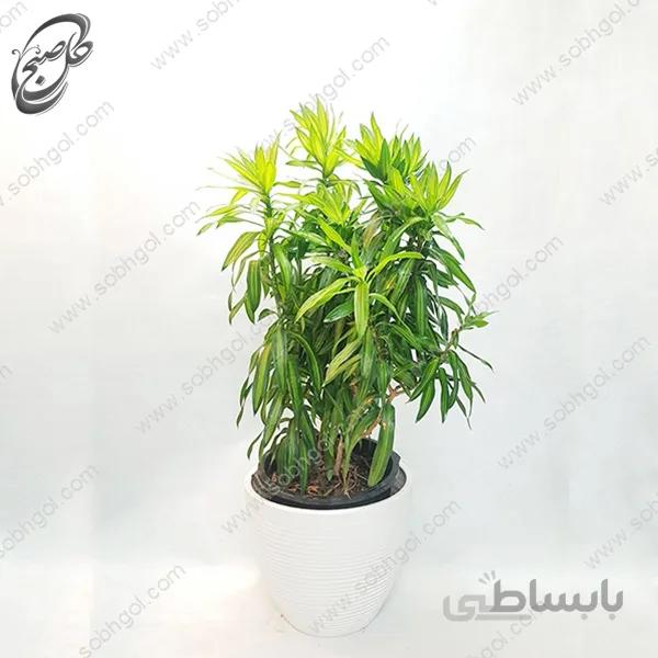 سفارش گل آنلاین – دراسنا مارگاریتا طرح D-023 ( ارسال رایگان )