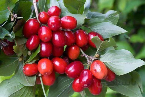 بذر درخت زغال اخته باکو فوق درشت بسته 3 عددی