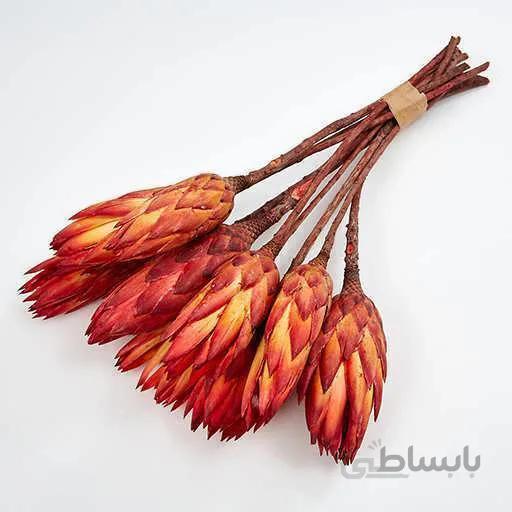 بذر درختچه پروتیا رپنز