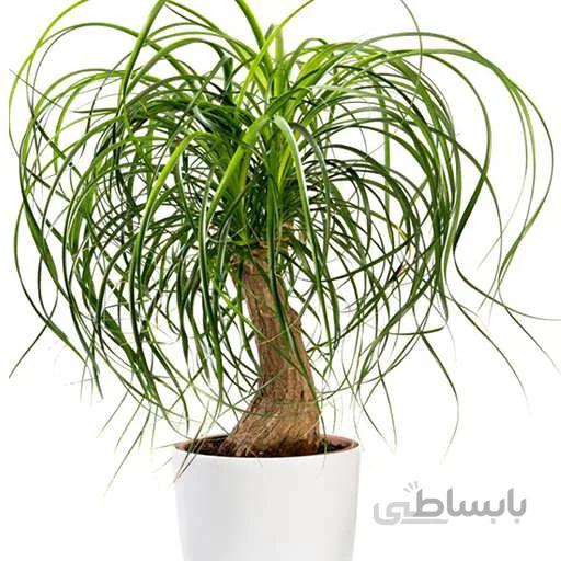 بذر گیاه اپارتمانی لیندا