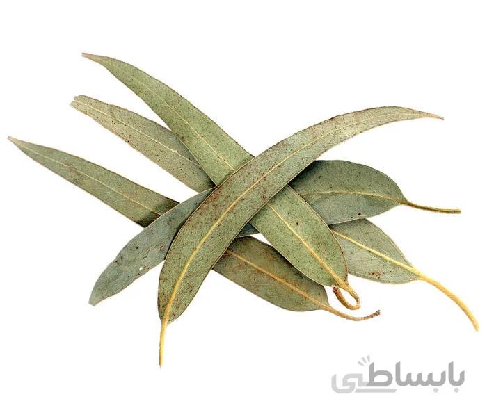 برگ خشک اکالیپتوس