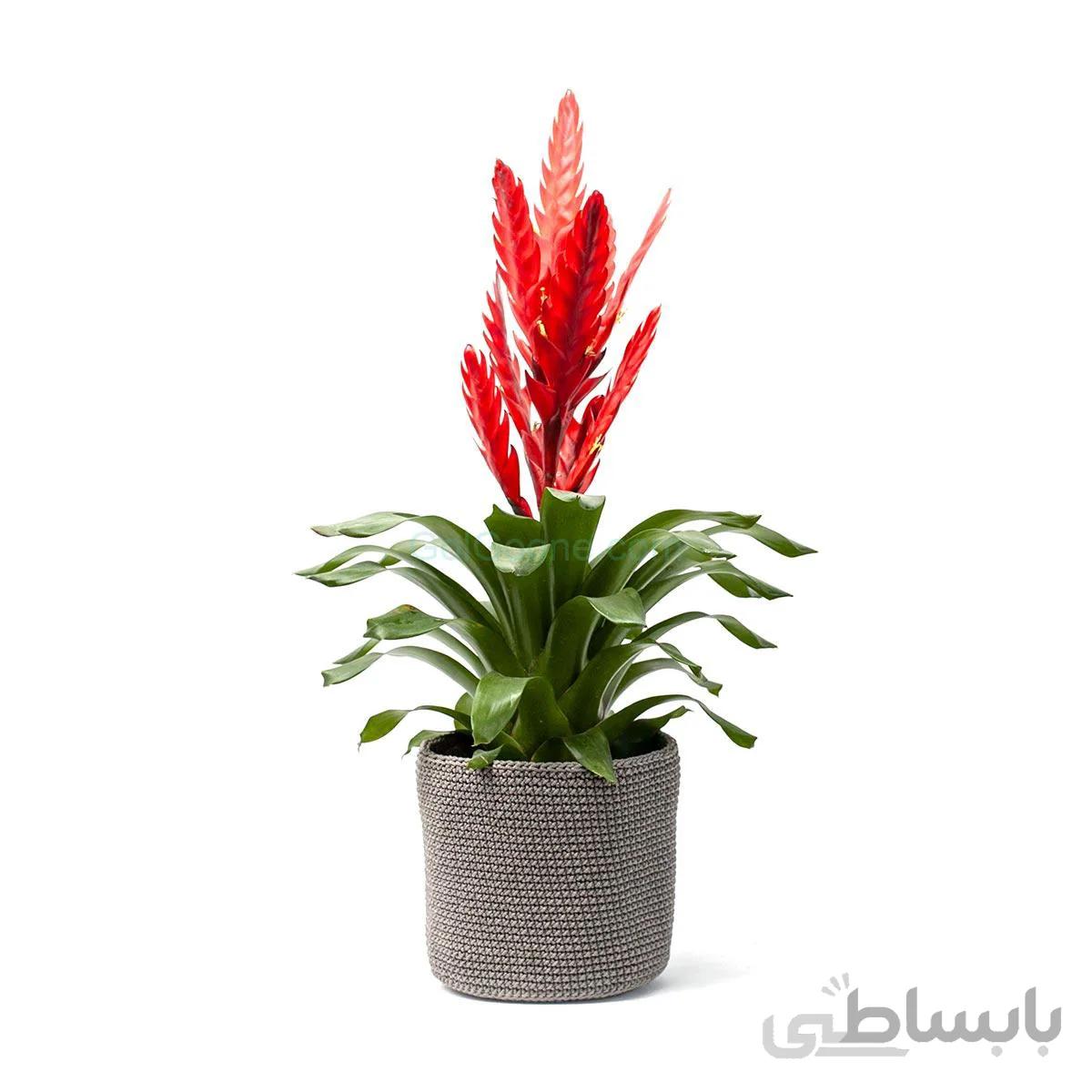 گیاه آپارتمانی ورزیا به همراه کاور | سایز بزرگ