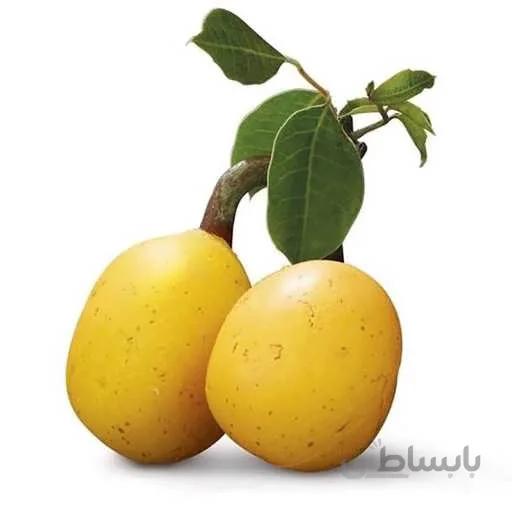 بذر درخت مارولا