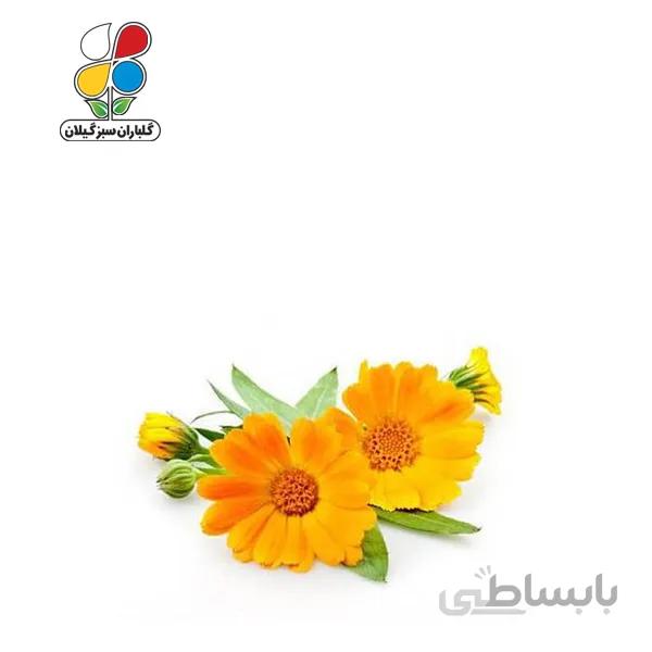 بذر گل همیشه بهار بسته بندی بزرگ مدل GPSF7L