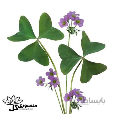 پیاز اکسالیس سبز ۱۰ عددی