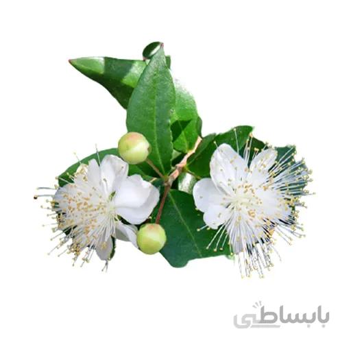 بذر مورد