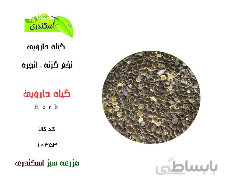 گیاه دارویی بذر انجره سمنانی
