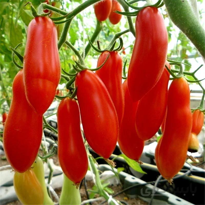 گوجه موزی قرمز ( بذر اورگانیک )