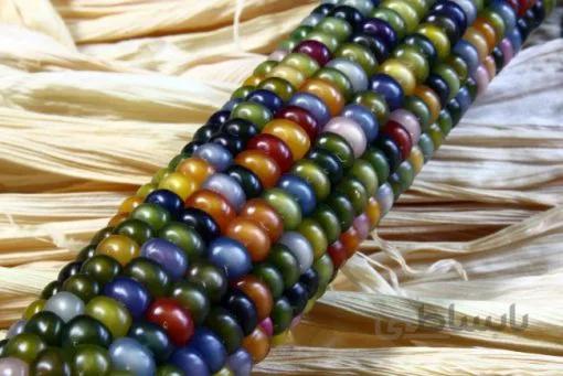 بذر ذرت گلس جم رنگین کمان بسته 20 عددی