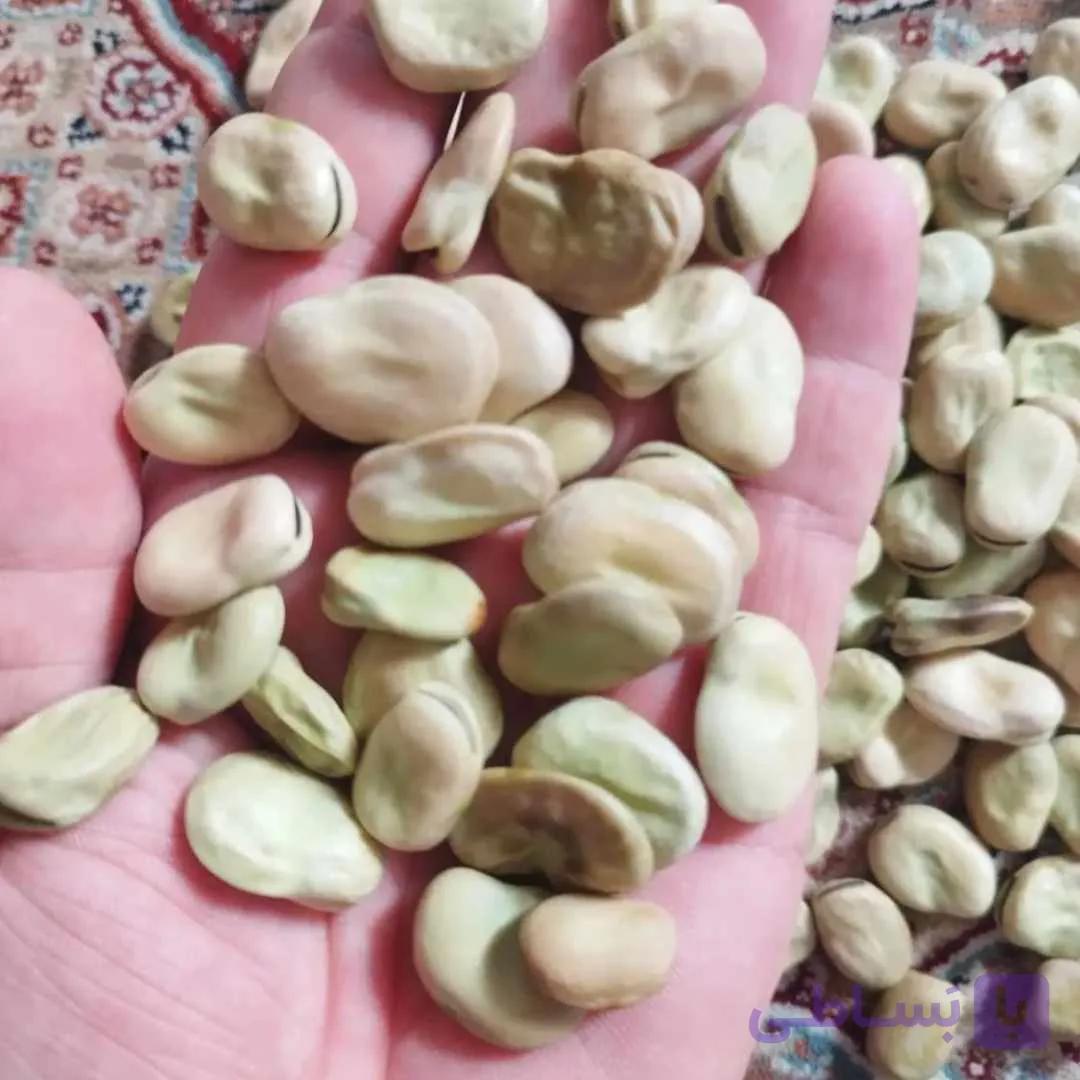 بذر باقلا 50 کیلویی | مغان هوم
