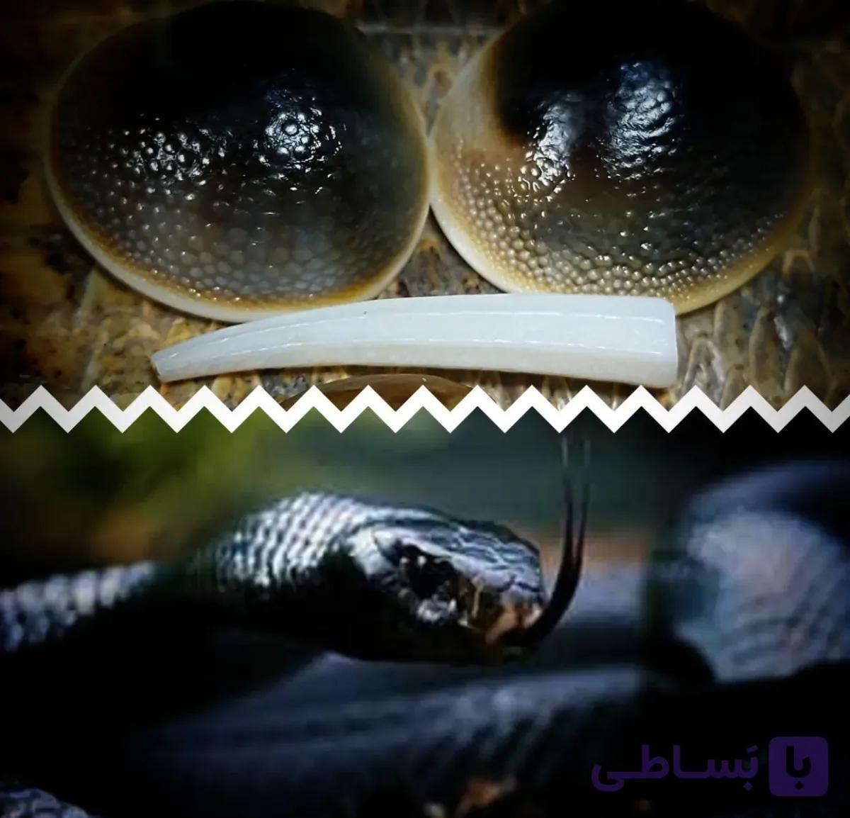 مهره مار افعی سیاه
