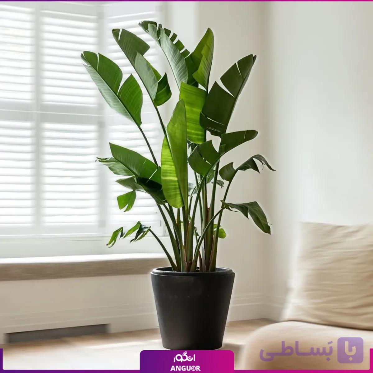 نخل نیکولای با گلدان گلخانه ای