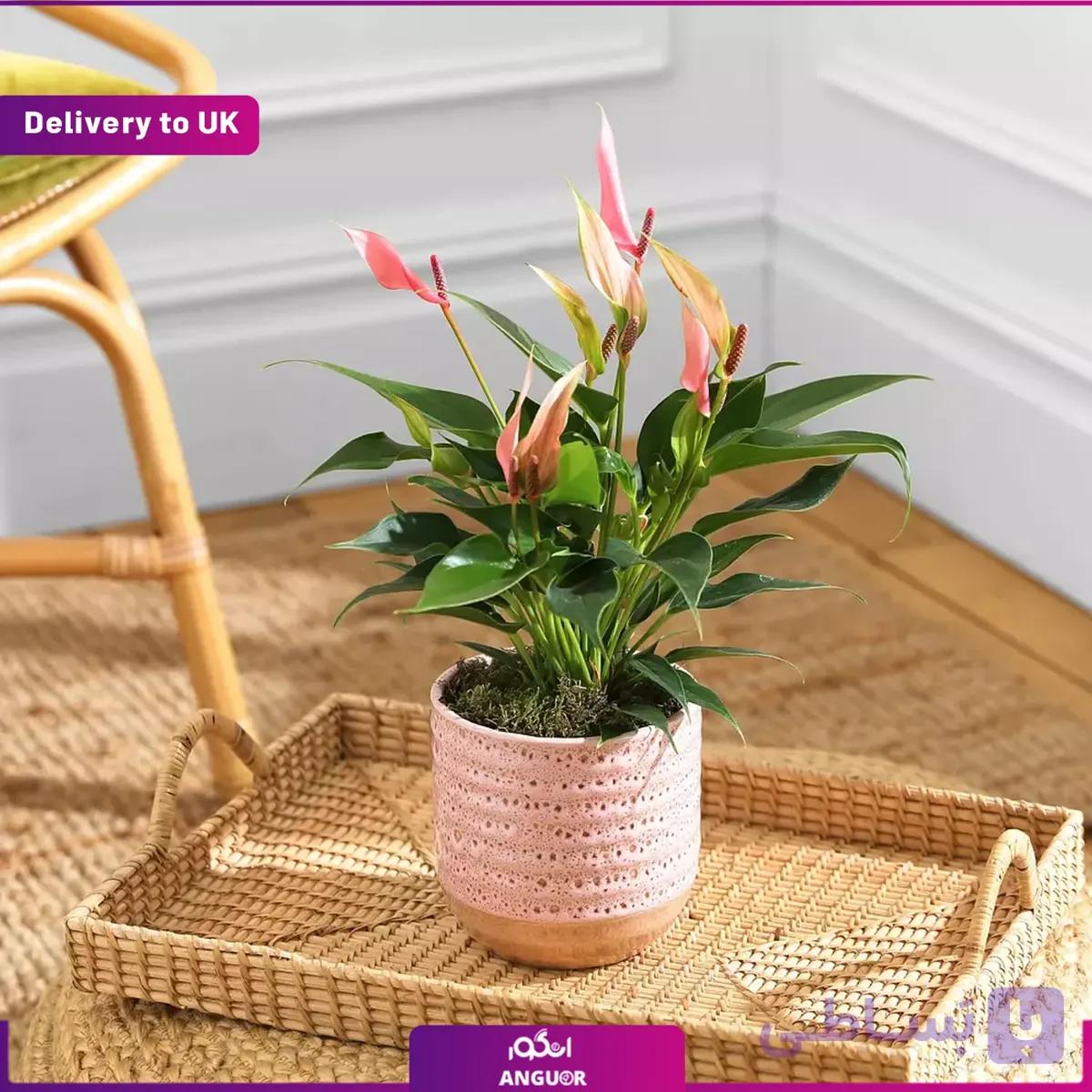 (Delivery to UK) The Lily Anthurium