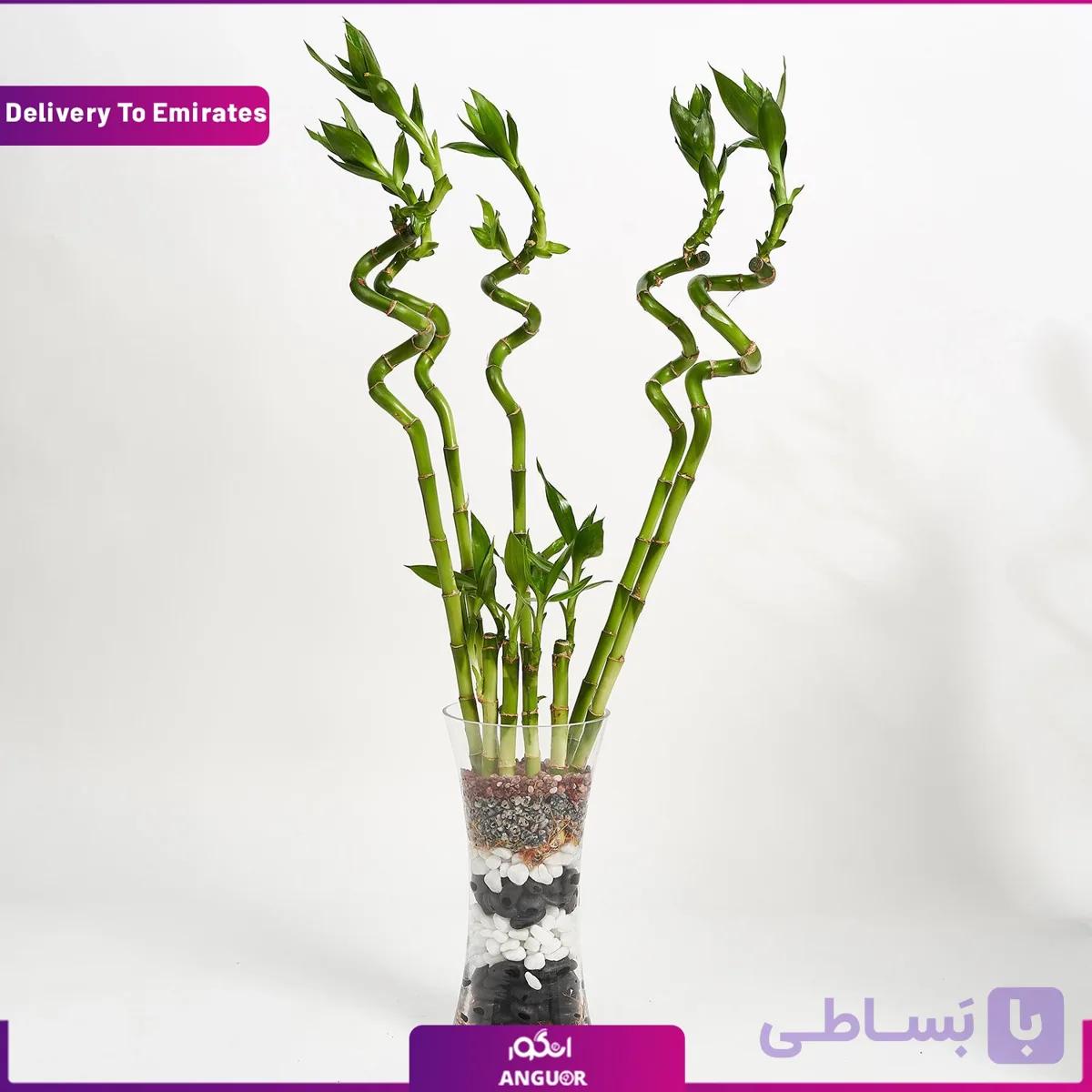 9 شاخه لاکی بامبو (دبی و امارات)